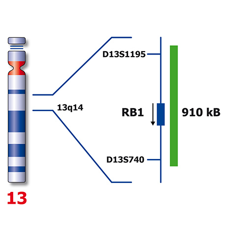 IVD RB1/RCAN1, SE X/SE Y/ SE 18 产品照片 Front View L
